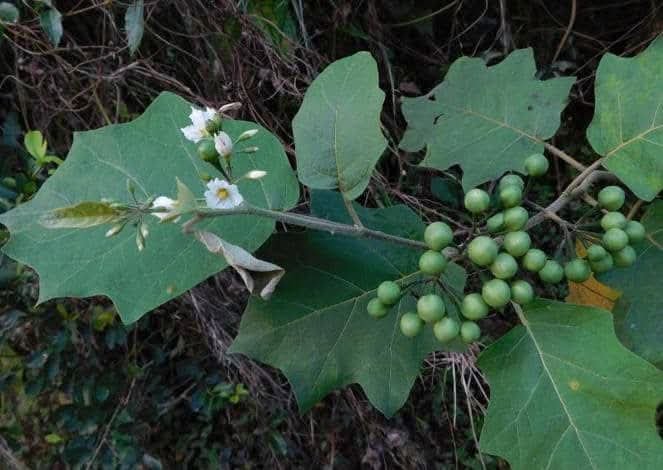 Contre cancer de seins et prostate