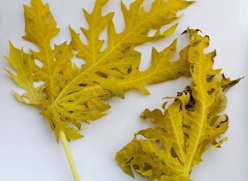 Puissante recette pour guérir la prostate